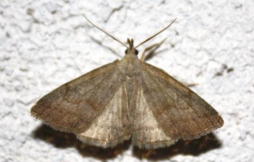 Pechipogo strigilata